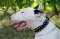 Hundehalsband aus Nylon mit Spikes für Bullterrier