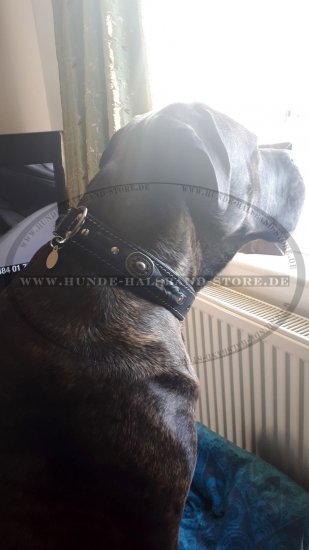 Luxus Hundehalsband aus Leder, Flechten und Goldmessing!
