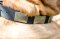 Nylonhalsband mit Massiven Platten für Bordeauxdogge
