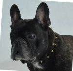 Bestseller Hundehalsband Leder für Französische Bulldogge