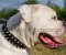 Amerikanische Bulldogge Nylon Halsband mit Spikes