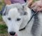 Hundehalsband Nylon mit Logos für Alaskan Malamute und Hunde