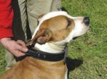 Bestseller Amstaff Hetz-Hundehalsband aus Leder mit Griff