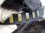 Lederhalsband mit Platten für Schweizer Sennenhund ▍▍▍