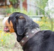 Hundehalsband mit Konchen für Schweizer Sennenhund⑤⑤⑤