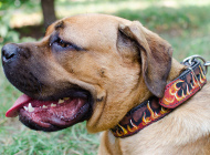 Hundehalsband Leder Exklusiv mit Flamme Bemalung für Cane Corso