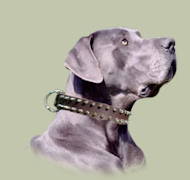 Deutsche Dogge Halsband aus Leder mit 2-reihigen Nieten