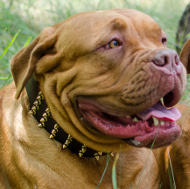 Bestseller Hundehalsband Leder Extra Breit mit Spikes für Bordeauxdogge