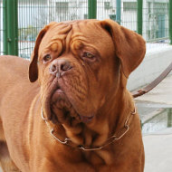 Curogan Halskette für Bordeauxdogge, Herm Sprenger