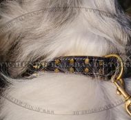 Nietenhalsband mit Spikes für Südrussischer Schäferhund