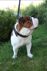 Englische Bulldogge Halsband Leder mit Venickelten Nieten