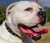 Amerikanische Bulldogge Halsband mit Spikes-Reihe
