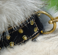 Hunde Halsband für Husky mit Spikes Design