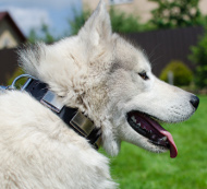 Husky Hunde Halsband Leder mit Glänzenden Platten ➎➎