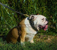 Unglaubliches Lederhalsband mit Spikes für Englische Bulldogge