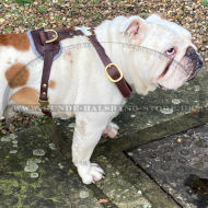 Englische Bulldogge luxuriöses Ledergeschirr
