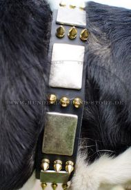 Nietenhalsband für Schweizer Sennenhund