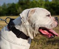 Amerikanische Bulldogge Hundehalsband aus Nylon