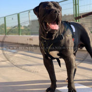 Mastiff Nylongeschirr für Hundesport und Dienst