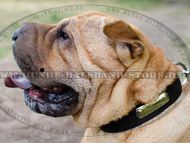 Hunde Halsband Nylon für Identifikation