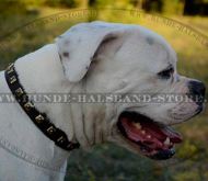 Nietenhalsband aus Naturleder für amerikanische Bulldogge