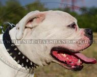 Amerikanische Bulldogge Halsband aus Leder mit 2-reihigen Nieten