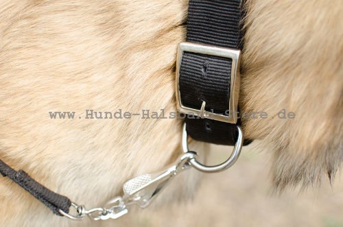 hochwertiges Hundehalsband aus Nylon