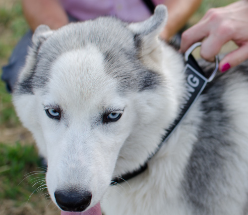 Hundehalsband Nylon mit Logos für Alaskan Malamute und Hunde
