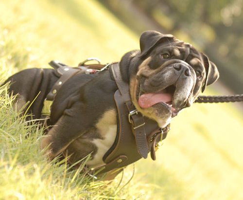 Braun H1 Hundegeschirr aus Leder
Englische Bulldogge