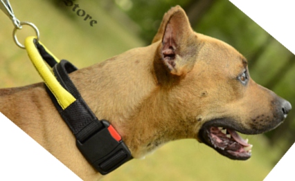 Hundehalsband mit Schlaufe für Amstaff - Bestseller