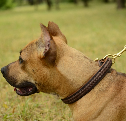 Hundehalsband Leder für Pitbull, Verzierendes mit Zopf-Flechten
