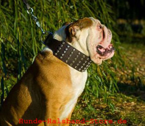 Pyramiden Reihen Halsband für Englische Bulldogge