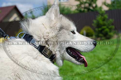 Husky Hunde Halsband Leder mit Glänzenden Platten ➎➎