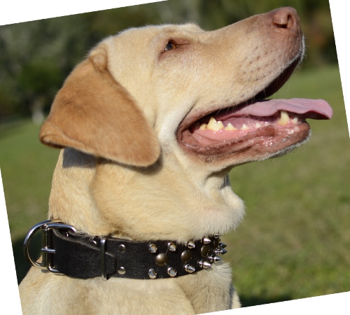 Hundehalsband Leder für Labrador .Nietenhalsband Exklusiv