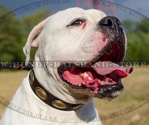 American Bulldog Besonders "Retro" Hundehalsband aus Leder