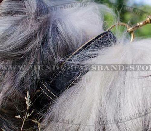 Südrussischer Schäferhund Hundehalsband aus Leder gepolstert