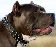 Hundehalsband mit Spikes, Beschlägen ❸-reihigen für Pitbull