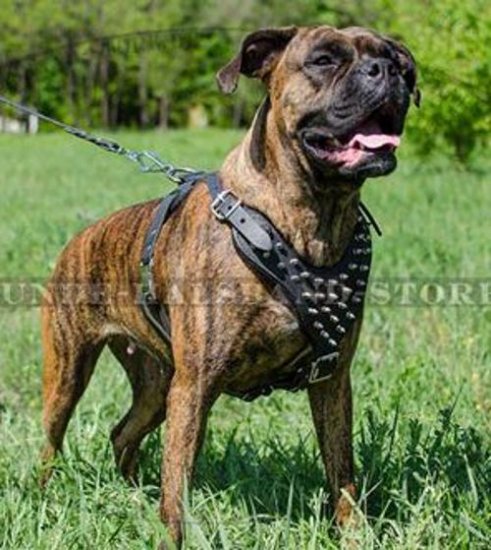 Brustgeschirr aus Leder mit Spikes für Boxer