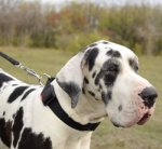Hundehalsband mit patentiertem Schnellverschluss_6
