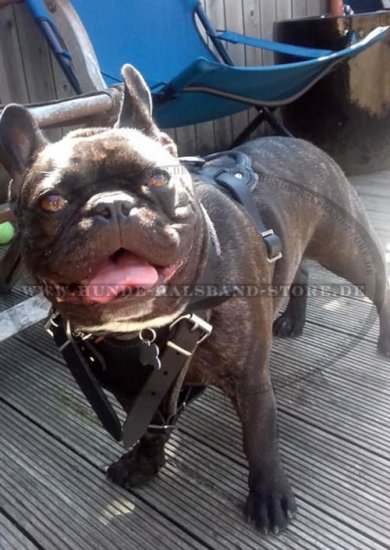 Hetzgeschirr aus Leder für Französische Bulldogge