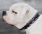 Braun Neues Bemaltes Hundehalsband für American Bulldog