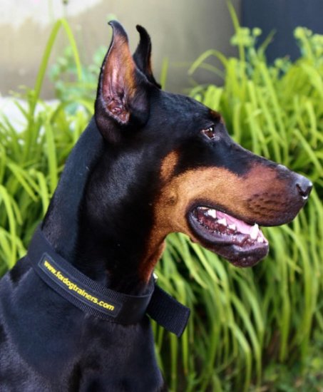 Dobermann Halsband aus haltbarem Nylon