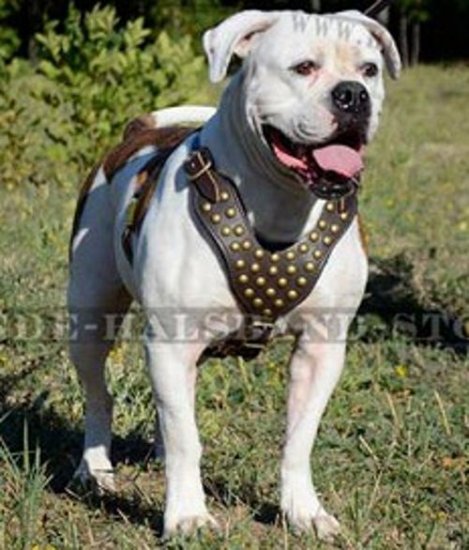 Nieten Geschirr für amerikanische Bulldogge