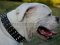 Amerikanische Bulldogge originelles Nietenhalsband