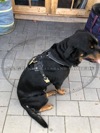 Rottweiler Brustgeschirr aus Leder für K9 und Hundetraining
