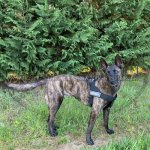 Bequemes ID-Nylongeschirr für Malinois_7
