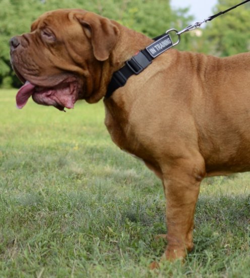 Hundehalsband Nylon für Bordeauxdogge - zum Schließen ins Bild klicken
