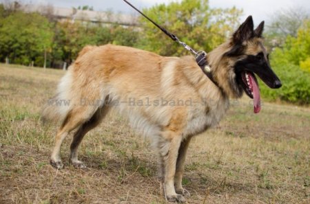 Einzigartiges Hundehalsband aus Leder- Vintage