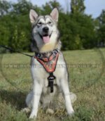 Handarbeit Ledergechirr "Flamme" für Alaskan Malamute