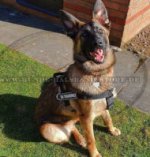 Bequemes ID-Nylongeschirr für Malinois_0